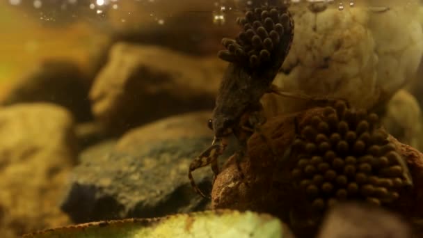 Schwangere Wasserwanzen Männchen Kümmern Sich Ihre Eierschalen — Stockvideo