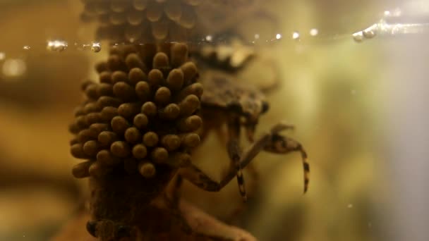 Listo Para Incubar Almohadillas Huevo Las Espaldas Insectos Agua — Vídeos de Stock