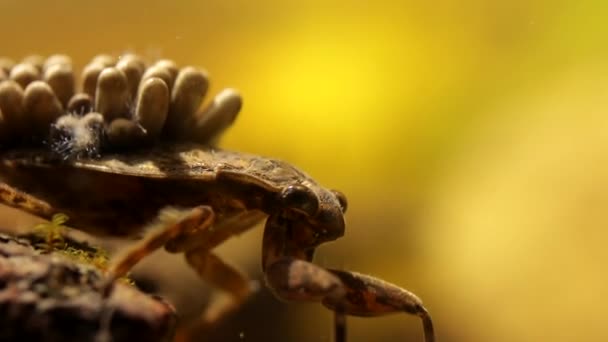 Eierdoekje Acrrying Water Bug Oxygenating — Stockvideo