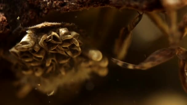 Almohadillas Huevo Insecto Agua Durante Eclosión — Vídeos de Stock