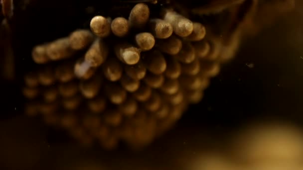 Water Bug Pads Tijdens Het Uitbroeden Van Eieren — Stockvideo