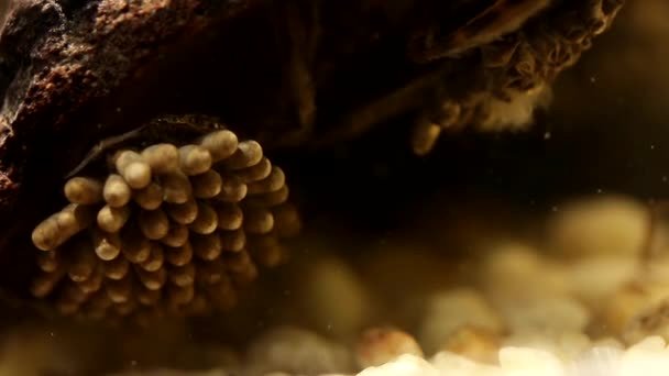 Water Bug Pads Tijdens Het Uitbroeden Van Eieren — Stockvideo