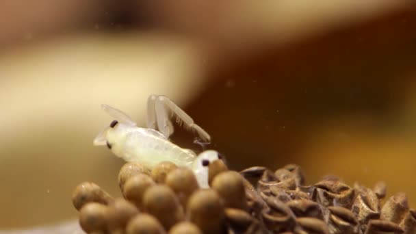 Jeunes Insectes Eau Éclosent Sur Dos Leur Père — Video