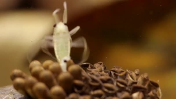 Los Insectos Jóvenes Del Agua Que Nacen Espalda Padre — Vídeos de Stock