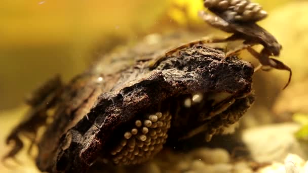 Bogue Eau Oxygénant Leurs Coussinets Œufs — Video