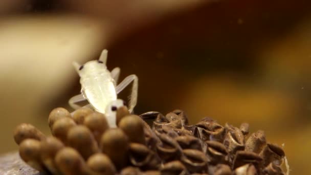 Jeunes Insectes Eau Éclosent Sur Dos Leur Père — Video