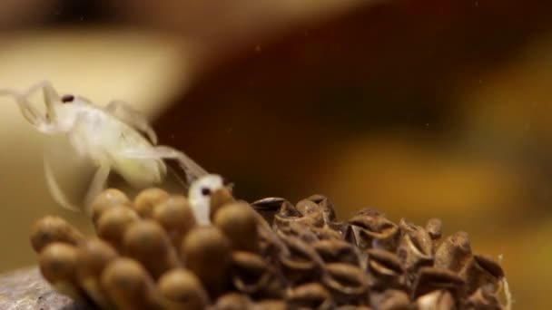 Los Insectos Jóvenes Del Agua Que Nacen Espalda Padre — Vídeo de stock