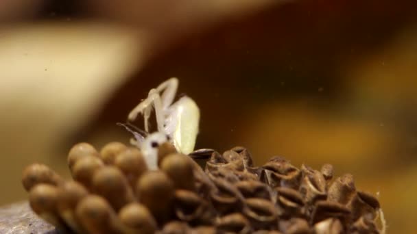 Jeunes Insectes Eau Éclosent Sur Dos Leur Père — Video