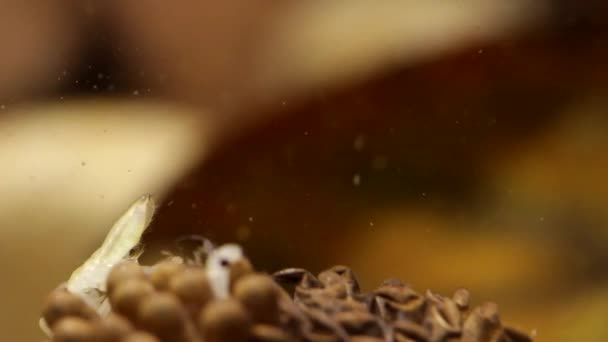 Los Insectos Jóvenes Del Agua Que Nacen Espalda Padre — Vídeo de stock