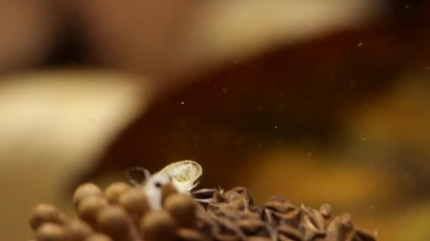 Young Water Bugs Hatching Father Back — Stock Video