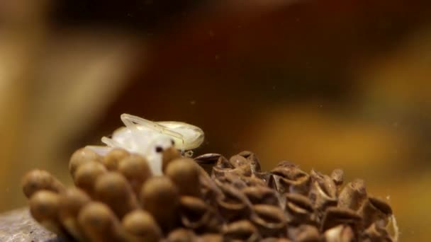 Jeunes Insectes Eau Éclosent Sur Dos Leur Père — Video