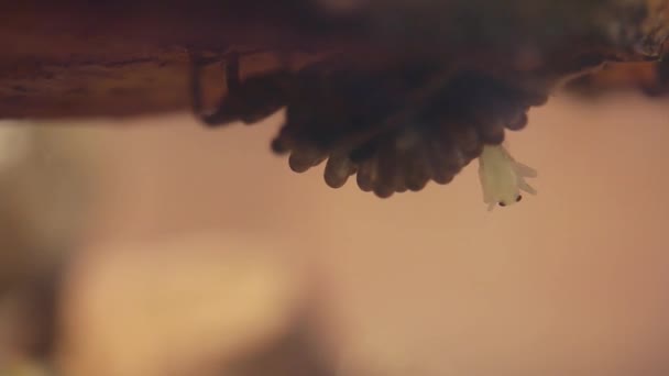 Babalarının Sırtından Çıkan Genç Böcekleri — Stok video