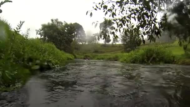 Bucear Dentro Río Poluplated Del Insecto Del Agua México — Vídeos de Stock