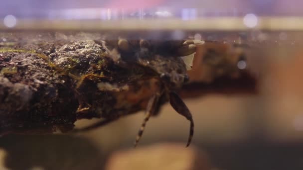 Los Insectos Jóvenes Del Agua Que Nacen Espalda Padre — Vídeo de stock