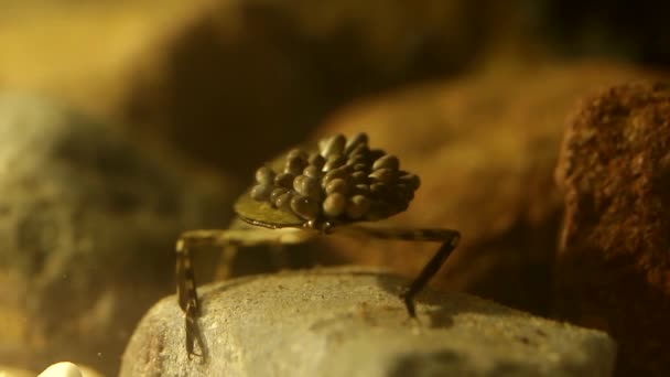 Los Insectos Jóvenes Del Agua Que Nacen Espalda Padre — Vídeos de Stock