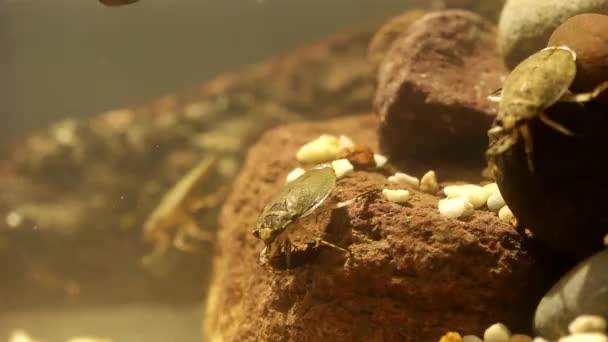 Insecto Agua Comiendo Escarabajo Gusano Comida Imágenes Bajo Agua — Vídeos de Stock