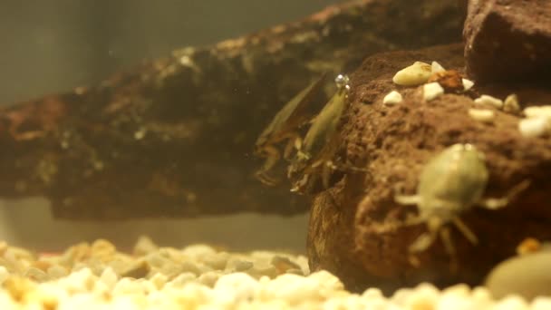 Wasserwanze Frisst Mehlwurmkäfer Unterwasseraufnahmen — Stockvideo