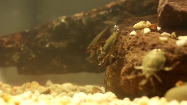 Waterwants Eet Een Meelworm Kever Onderwater Beelden — Stockvideo