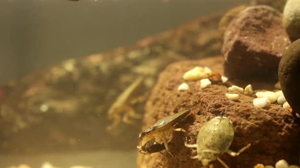 Insecto Agua Comiendo Escarabajo Gusano Comida Imágenes Bajo Agua — Vídeo de stock