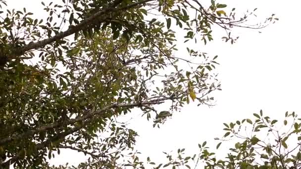 Red Lored Amazon Fedding Rainforest Tree Canopee — Stock Video