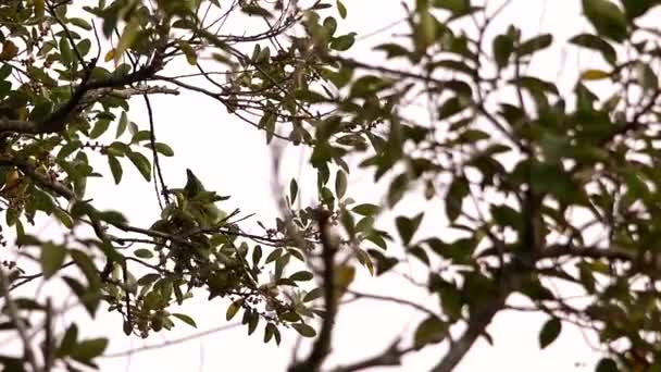 在树枝中觅食红卷的亚马逊 — 图库视频影像