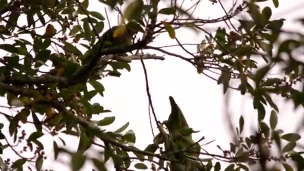 Red Lored Amazon Feeding Tree — Stock Video