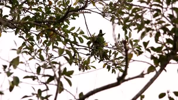 Rotlappen Amazonas Papagei Ruht Einem Baum — Stockvideo