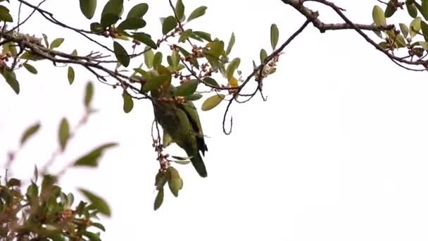 两头红发亚马逊在威卡树枝上觅食 — 图库视频影像