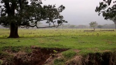 Veracruz ormanının sığır otlağına dönüştürülmüş manzarası, Meksika