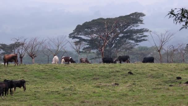 牛の放牧と森林の荒廃 — ストック動画