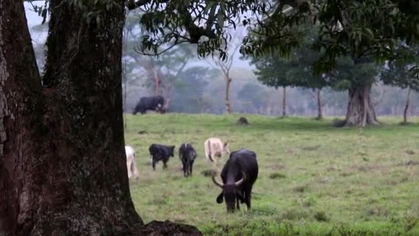 Ganado Pastoreo Tierras Deforestadas — Vídeo de stock