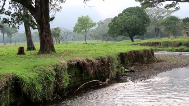 Panning View Veracruz Jungle Conevrted Cattle Pasture Mexico — Stock video