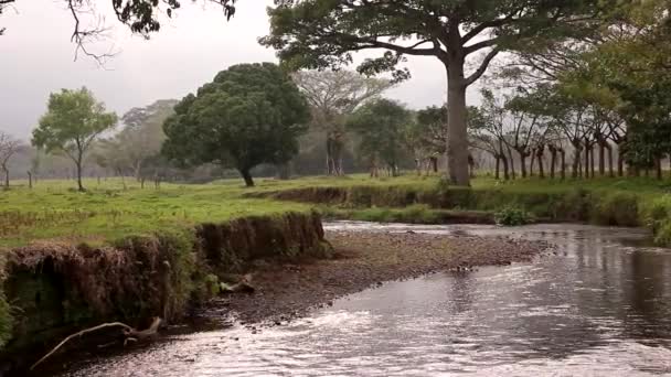 Ένα Παλιό Ποτάμι Βαθιάς Χώρας Veracruz — Αρχείο Βίντεο