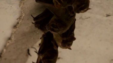 Sevimli yarasa ailesi beton bir köprünün altında toplandı.