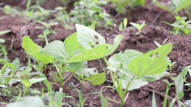 Meksika kırsalında aile büyüklüğünde fasulye mahsulü.