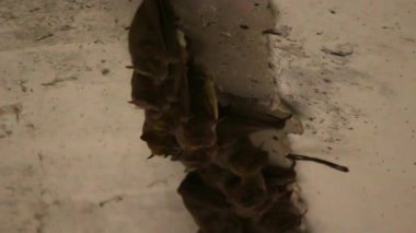 Sevimli yarasa ailesi beton bir köprünün altında toplandı.