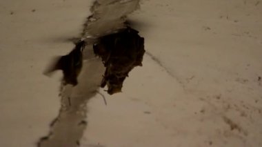 Sevimli yarasa ailesi beton bir köprünün altında toplandı.