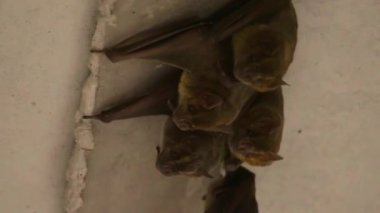 Sevimli yarasa ailesi beton bir köprünün altında toplandı.