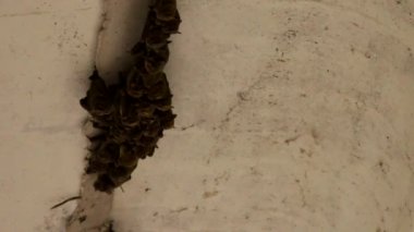 Sevimli yarasa ailesi beton bir köprünün altında toplandı.