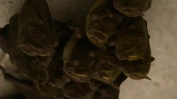 Adorable Bat Family Grouped Crevasse Concrete Bridge — Stock Video