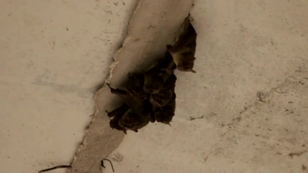 Adorabile Famiglia Pipistrelli Raggruppati Crepaccio Sotto Ponte Cemento — Video Stock