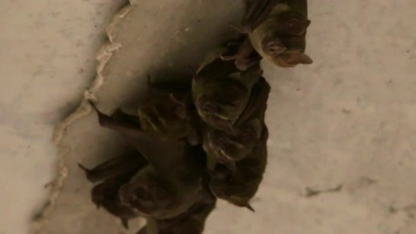 Adorabile Famiglia Pipistrelli Raggruppati Crepaccio Sotto Ponte Cemento — Video Stock