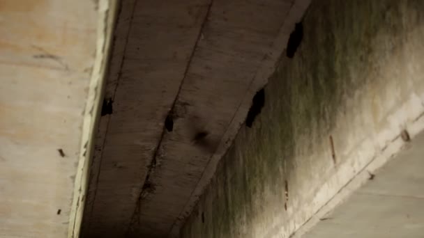 Μεξικανικές Νυχτερίδες Προσπαθούν Ξεκουραστούν Κάτω Από Μια Γέφυρα — Αρχείο Βίντεο