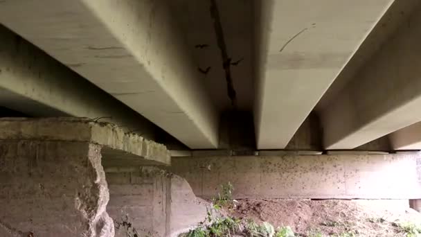 Mexicaanse Vleermuizen Proberen Rusten Onder Een Brug — Stockvideo