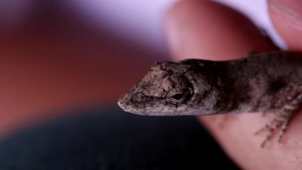 Gros Plan Une Tête Lézard — Video