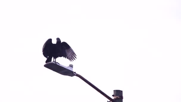 Avvoltoio Nero Appollaiato Pali Elettrici — Video Stock