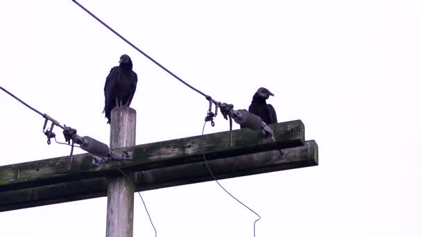 Vautour Noir Perché Sur Des Poteaux Électriques — Video