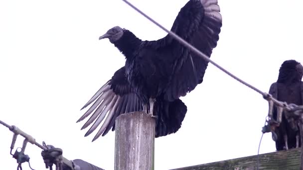 Vautour Noir Perché Sur Des Poteaux Électriques — Video