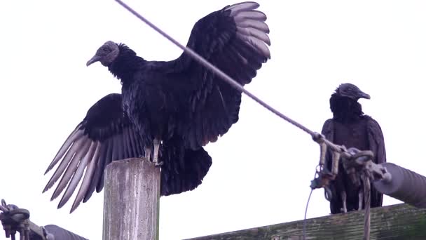 Black Vulture Perching Electric Poles — Stock Video