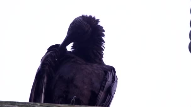 Avvoltoio Nero Appollaiato Pali Elettrici — Video Stock